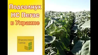 Подсолнух НС Пегас 🌻 в Украине 🌻