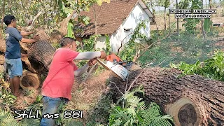 This is what happens when an amateur cuts a tree!! Stihl ms 881, Cut down 3 trembesi trees.