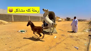 فلوق المهرة جننت بنا 🤬🐎🦦