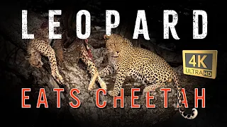 Leopard kills and eats cheetah in Ndutu Tanzania
