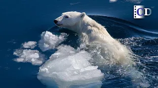 With ice melting and sea rising, where to live for the Arctic wildlife? | China Documentary