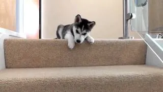 Husky Puppy Trying To Walk Down Stairs