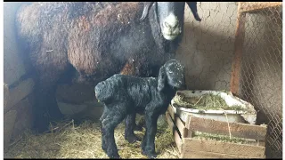 Асыл тұқымды қойымыз төлдеп жатыр. Мал өсірсең қой өсір пайдасы оның көл көсір.