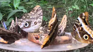 Mariposas Buho y Morfo Azul