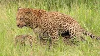 MalaMala - Mating leopards