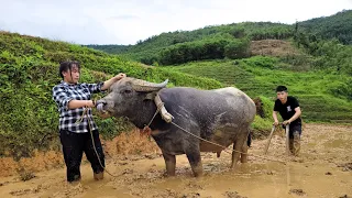 Harvest field snails and bring to the market to sell, Harrow the field with buffalo to grow rice