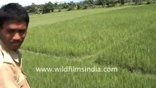 Tiger attacks mahout on elephant!