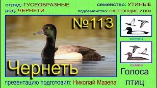 Чернеть. Нырковая утка. Голоса птиц