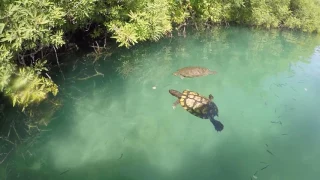 2017 :: Turtles of Lake Kournas (Crete Greece) : Озеро Курнас (Крит) - кормление черепах