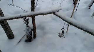 Проверка капканов на соболя. 05.01.2019