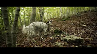 Truffle-hunting dogs in Italy