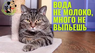 Чем лучше поить кошку? | Какую воду давать кошке?