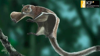 Oldest fossil of a flying squirrel sheds new light on its evolutionary tree