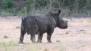 Latest Rhino Marking His Territory Kruger Park Sightings