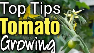 🍅 Top Tips for Growing Tomatoes: Secrets to a Bountiful Harvest 🌟
