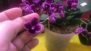 Мои цветущие орхидеи/Little Amaglad ,Taisuco Miki и др.