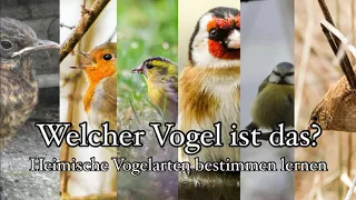 Heimische Vögel bestimmen lernen: Wichtige Merkmale + Tipps zur Vogelbeobachtung 🌼🐣🎵