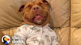 Proof That Pit Bulls Are Big Babies | The Dodo