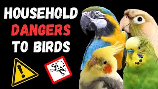 20 HOUSEHOLD DANGERS TO PET BIRDS - these could hurt or kill your parrot | BirdNerdSophie