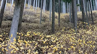 【こんな風景初めて見た！】斜面一面のミツマタの花