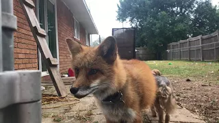 Fox Barks At Neighbors