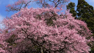 4K 栃木・叶桑沢の江戸彼岸桜_LUMIX GH6