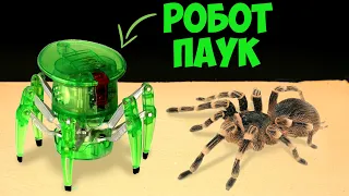 ЧТО БУДЕТ ЕСЛИ БОЛЬШОЙ ПАУК УВИДИТ РОБОТА ПАУКА HEXBUG? ХИТРАЯ СХВАТКА РОБОТА И ПАУКА