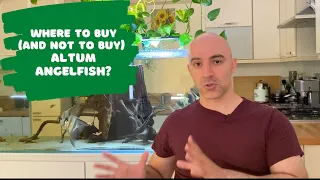 Where to buy (and not to buy) true Altum Angelfish Pterophyllum altum