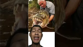 Ikan buat Mama digoreng Di rumah! Goliath Tigerfish