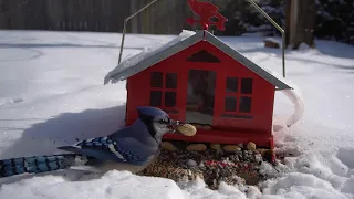 10 Hour - Red birdhouse with fresh snow -  Feb 15, 2021