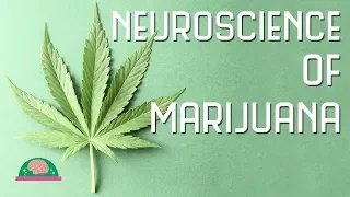 How does marijuana affect your brain?