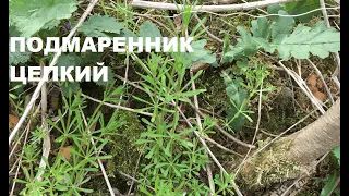 ПОДМАРЕННИК ЦЕПКИЙ/ПІДМАРЕННИК ЧІПКИЙ в кулинарии, народной медицине и косметике/ Galium aparine