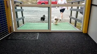 Dogs Arriving at Doggy Daycare