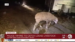 Cow and sheep on the loose in Southwest Detroit