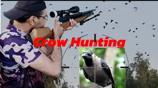 ایئر گن کے ساتھ کووں کا شکار ||کیا ہم دو کووں کو ایک ساتھ ائیر گن سے مار سکتے ہیںCrow Hunting video