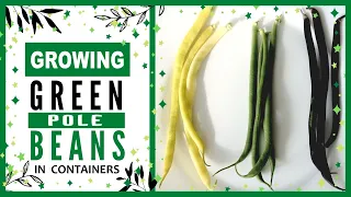 Growing Green Beans in Containers | How to Grow Pole Beans in Pots
