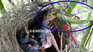 mother bird forces her young to eat a very large grasshopper.bird eps 198