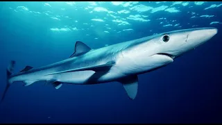 Facts: The Blue Shark