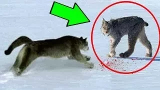 PUMA vs LYNX Real Fight ►► Lion Crocodile Grizzly Bear Eagle Snake Cheetah   Animal Attacks