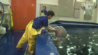 Beluga Whale Has A Crush On A Cute Zookeeper❤❤