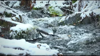 Winter river stream 🎧 First Snow Scenery NO LOOP