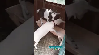 DIY Feeding Trough for my Goats from Reclaimed Wood #Short