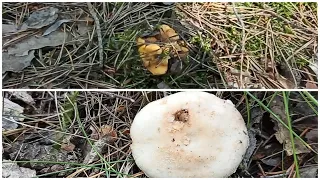 Разведка за лисичками удалась!😊🍄