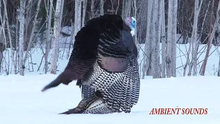 Turkey mating ritual dance mates nature natural wilderness wildlife woods forest Wisconsin Birds