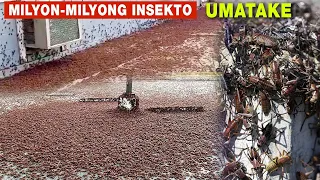 Milyon-milyong Insekto Umatake Sa Sa America