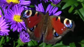 BEAUTIFUL FRENCH BUTTERFLIES (2). BEAUX, JOLIS PAPILLONS FRANCAIS