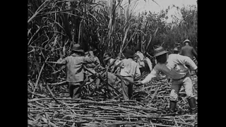 Scenes on a Sugar Plantation, Hawaiian Islands (1906) Edison