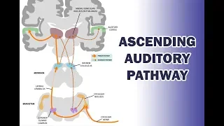 ASCENDING AUDITORY PATHWAY