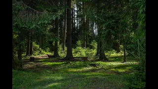 Пение птиц. Звуки леса. Незабываемое пение птиц для релакса.