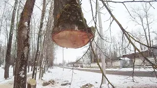 Как спилить дерево частями с наименьшим уроном при помощи лебедки